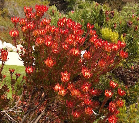 Leucadendron salignum  ‘Winter Red’