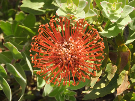 Leucospermum cordifolium (Salmon)