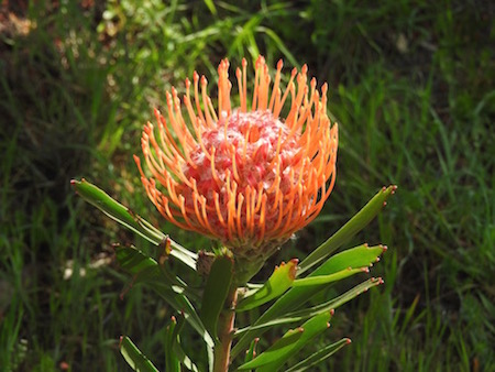 Leucospermum lineare x glabrum ‘Tango’