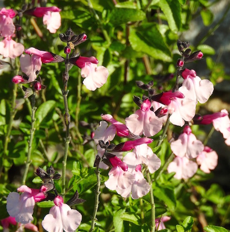 Salvia ‘Dancing Dolls’