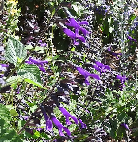 Salvia guaranitica (Blue Anise Sage)
