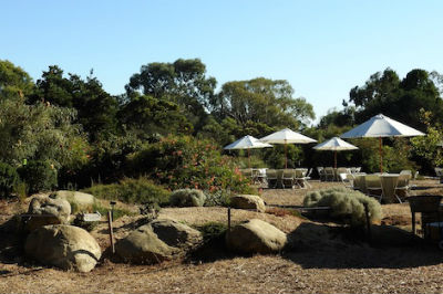 australian rock garden