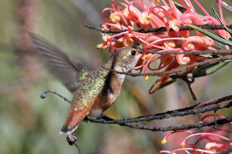 Female Allen's hummingboird
