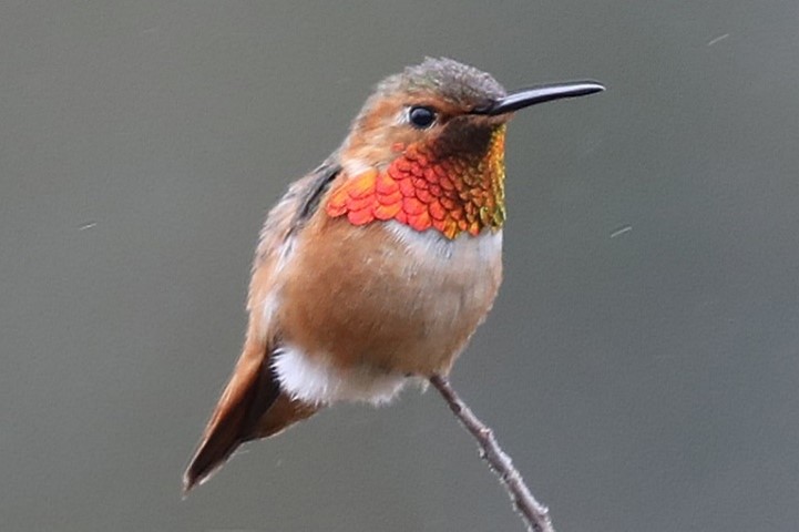 Male Allen's hummingbird