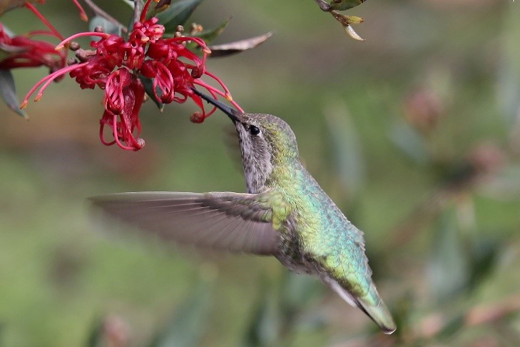 Female Anna's hummingbird