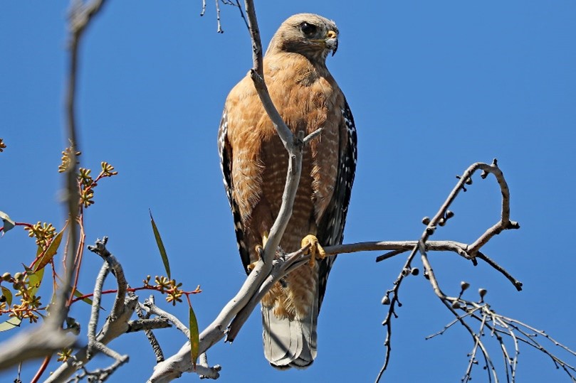 red-shouldered hawk