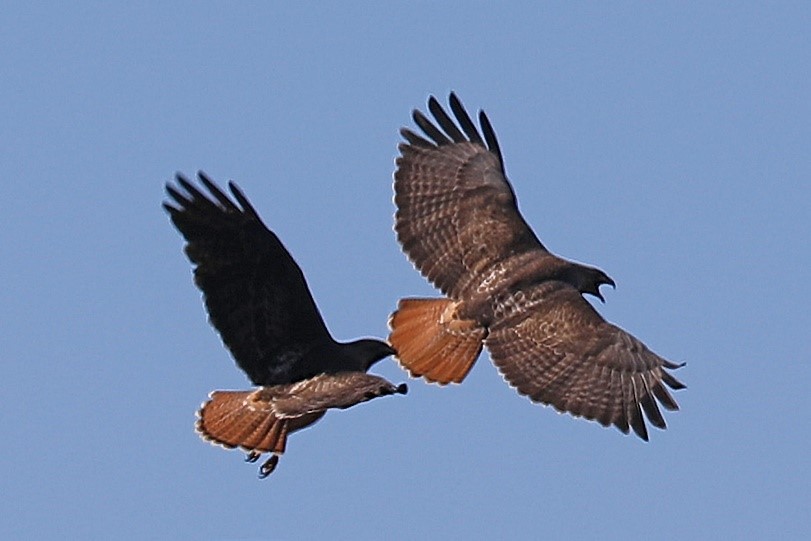 Red-tailed hawks