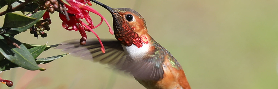 Hummingbird feeding on Grevillea